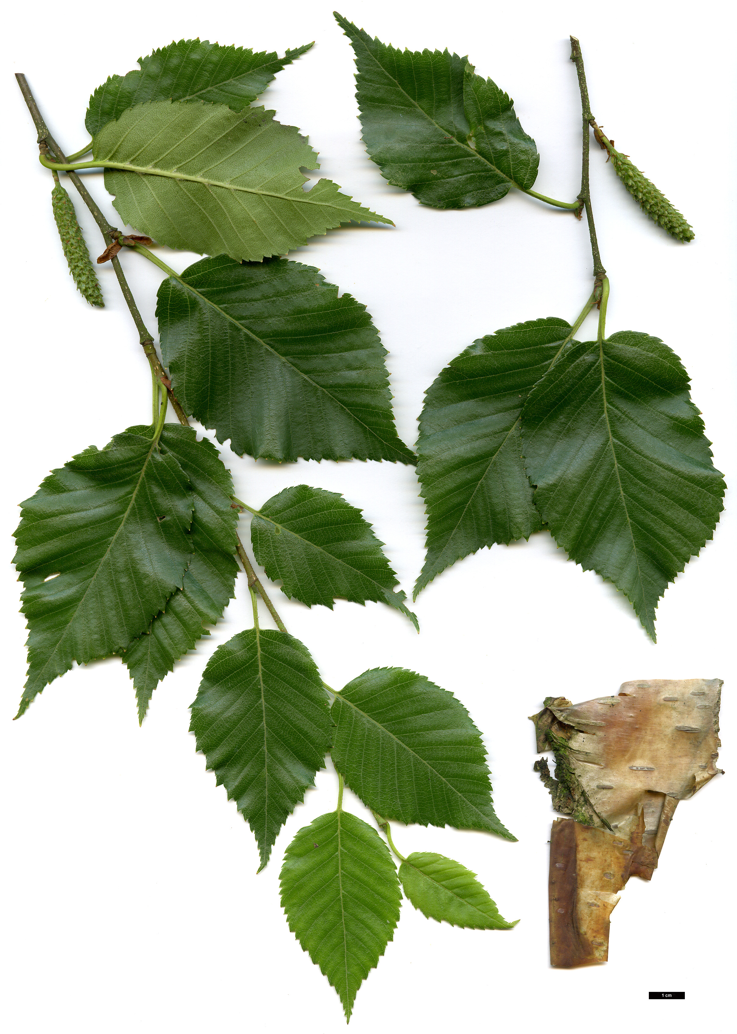 High resolution image: Family: Betulaceae - Genus: Betula - Taxon: utilis - SpeciesSub: subsp. utilis